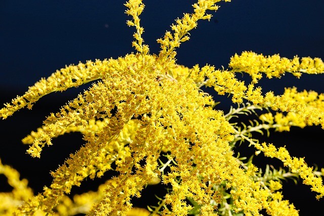 Solidago hybrid 'Laurin', Gyldenris