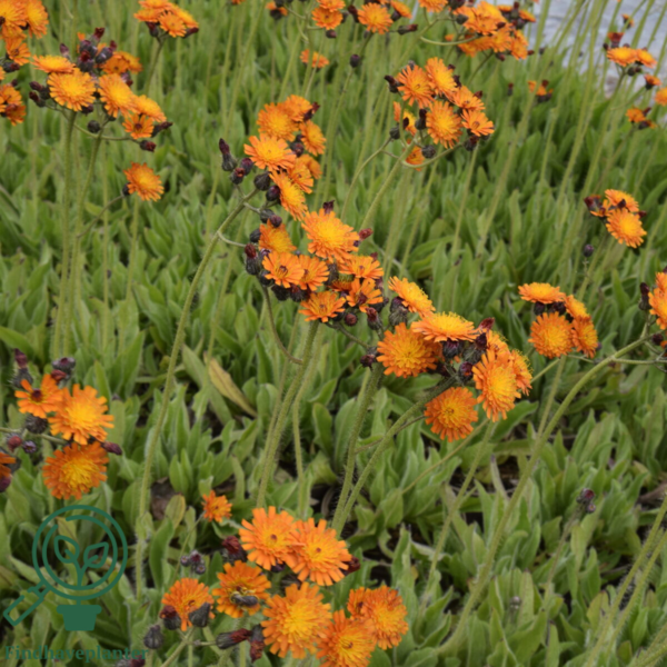 Hieracium aurantiacum, Høgeurt