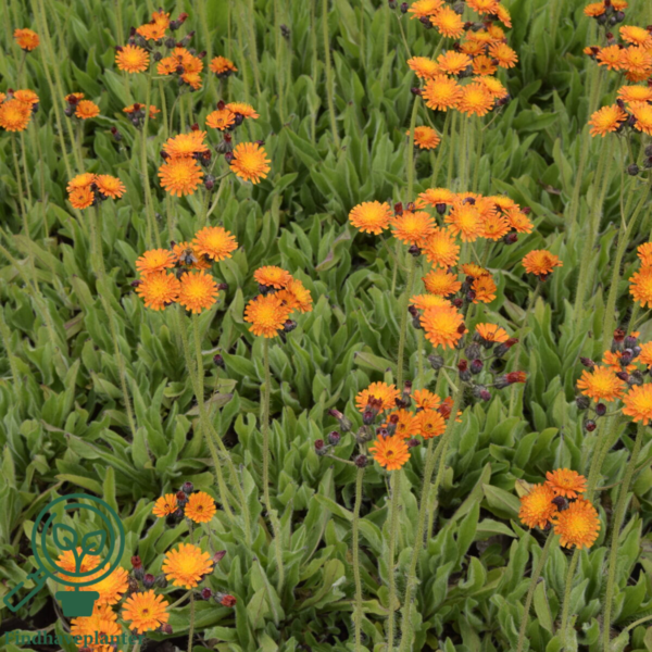 Hieracium aurantiacum, Høgeurt