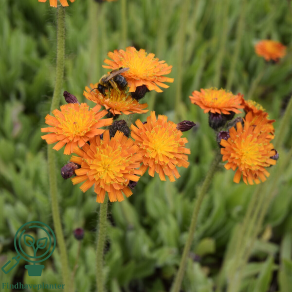 Hieracium aurantiacum, Høgeurt