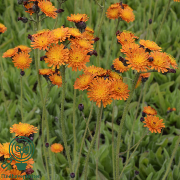 Hieracium aurantiacum, Høgeurt