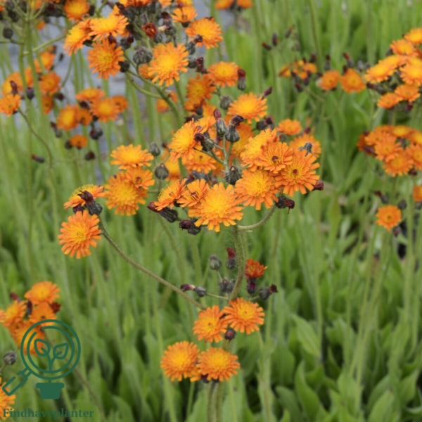 Hieracium aurantiacum, Høgeurt