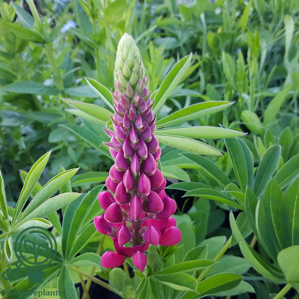 Lupinus polyphyllus 'Mein Schloss'