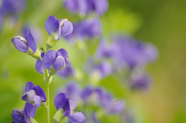 Baptisia australis, Farvebælg