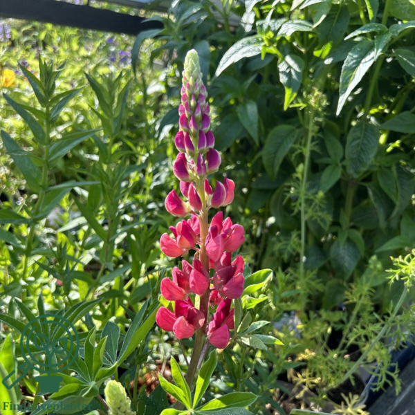 Lupinus polyphyllus 'Mein Schloss'
