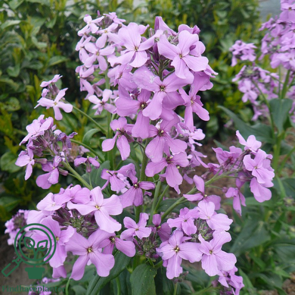 Hesperis matronalis, Natviol