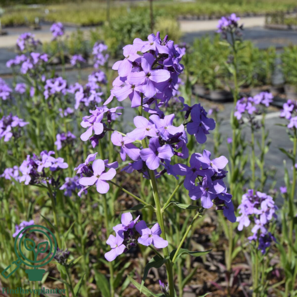 Hesperis matronalis, Natviol
