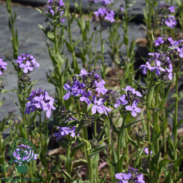 Hesperis matronalis, Natviol