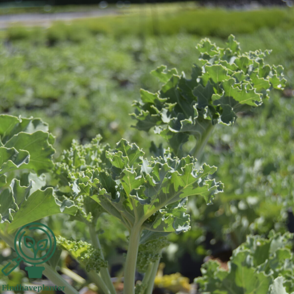 Crambe maritima, Kæmpeslør/Strandkål