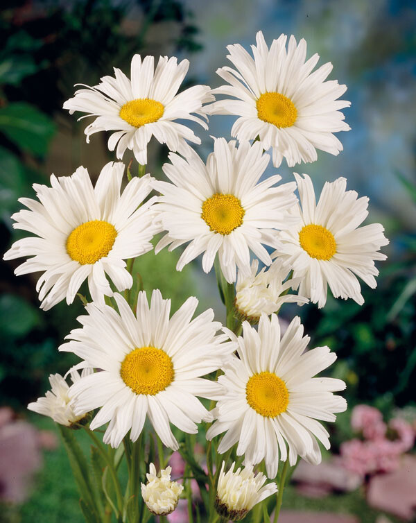 Leucanthemum superbum 'Alaska', Margerit