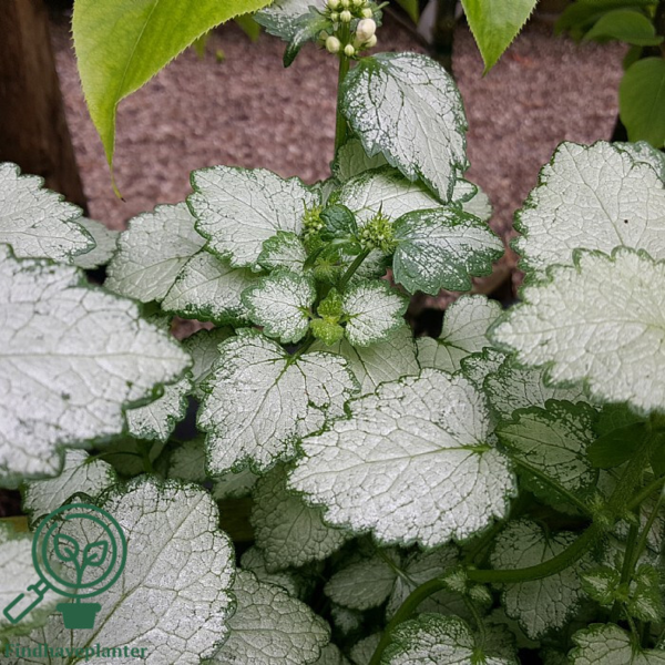 Lamium maculatum 'White Nancy', Tvetand