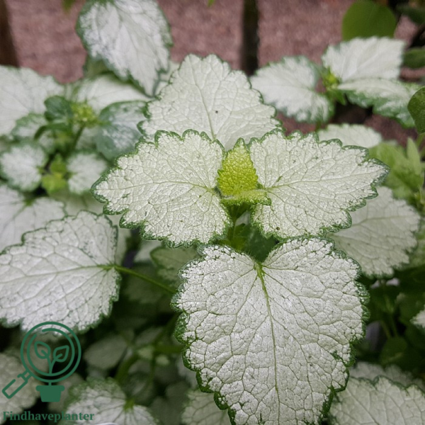 Lamium maculatum 'White Nancy', Tvetand