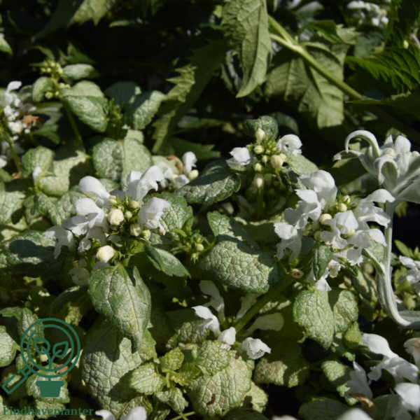 Lamium maculatum 'White Nancy', Tvetand