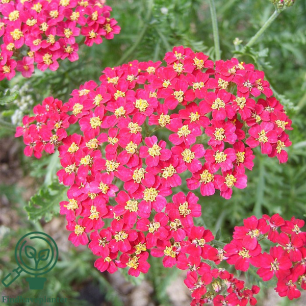 Achillea millefolium 'Paprika', Røllike