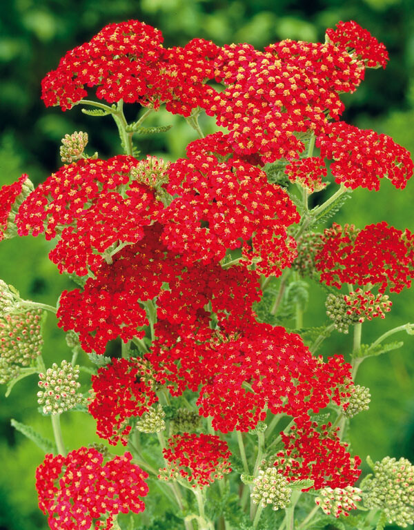 Achillea millefolium 'Paprika', Røllike