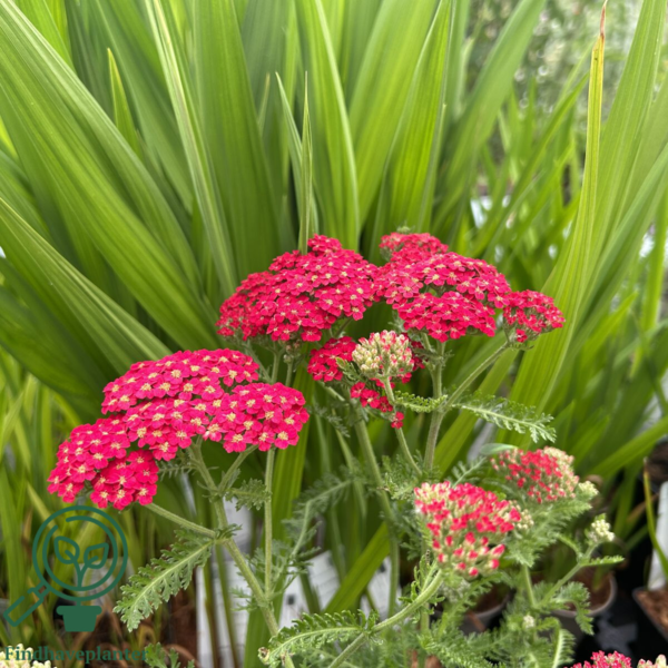 Achillea millefolium 'Paprika', Røllike