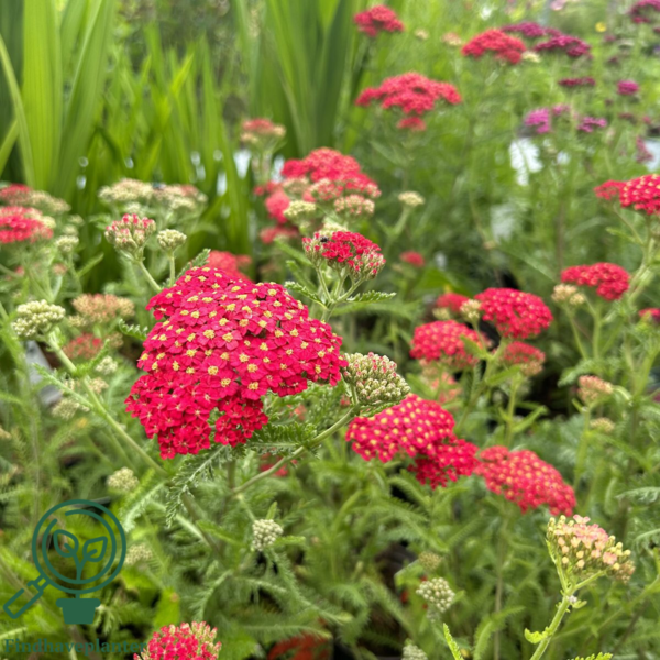 Achillea millefolium 'Paprika', Røllike