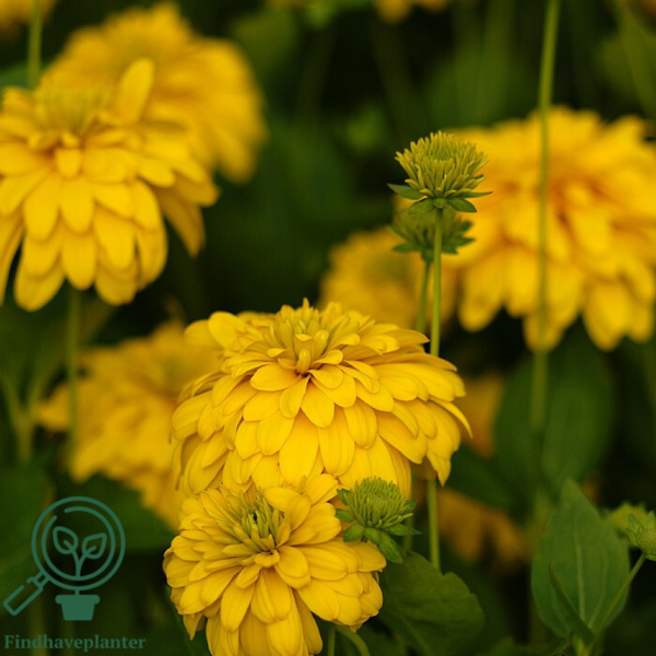 Rudbeckia laciniata 'Goldquelle', Kæmpesolhat C0,8