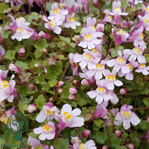 Cymbalaria muralis 'Globosa Rosea', Torskemund