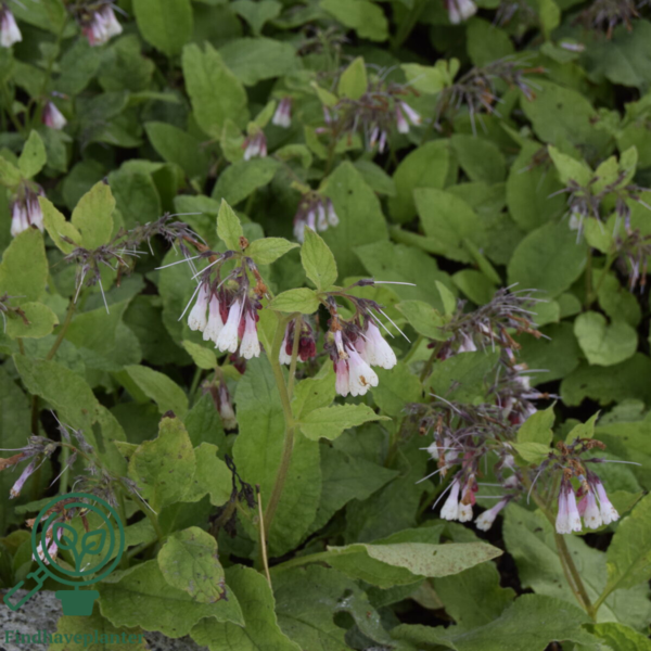Symphytum grandiflorum, Storblomstret kulsukker