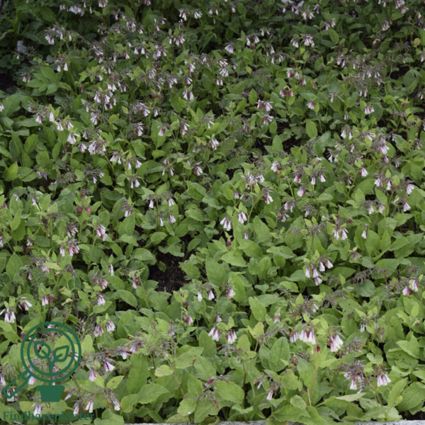 Symphytum grandiflorum, Storblomstret kulsukker