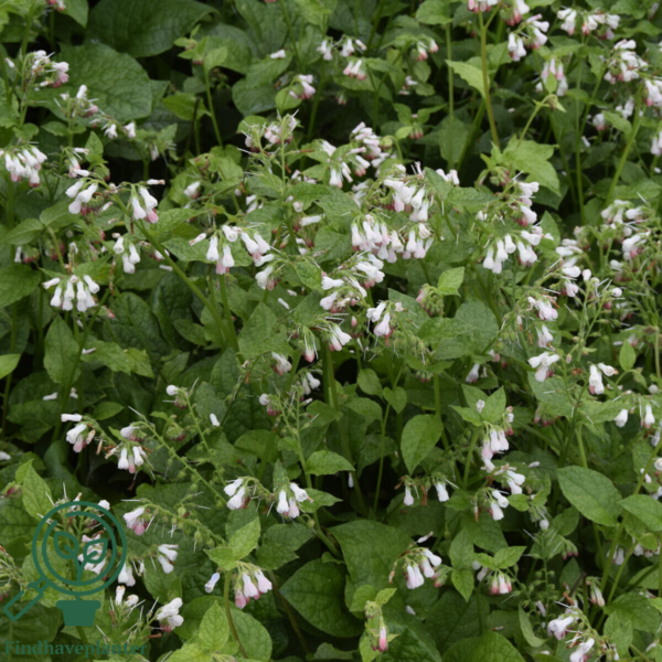 Symphytum grandiflorum, Storblomstret kulsukker