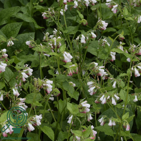 Symphytum grandiflorum, Storblomstret kulsukker