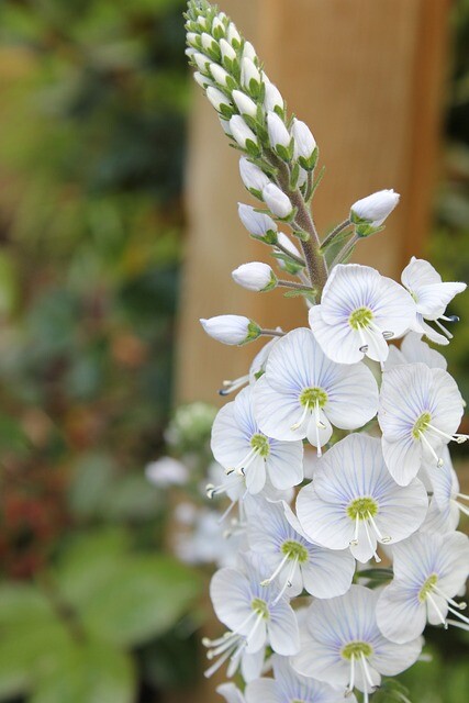 Veronica gentianoides 'Robusta'