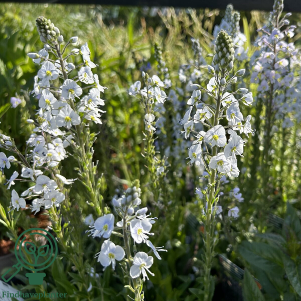 Veronica gentianoides 'Robusta'