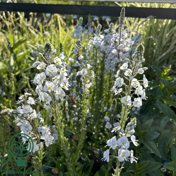 Veronica gentianoides 'Robusta'