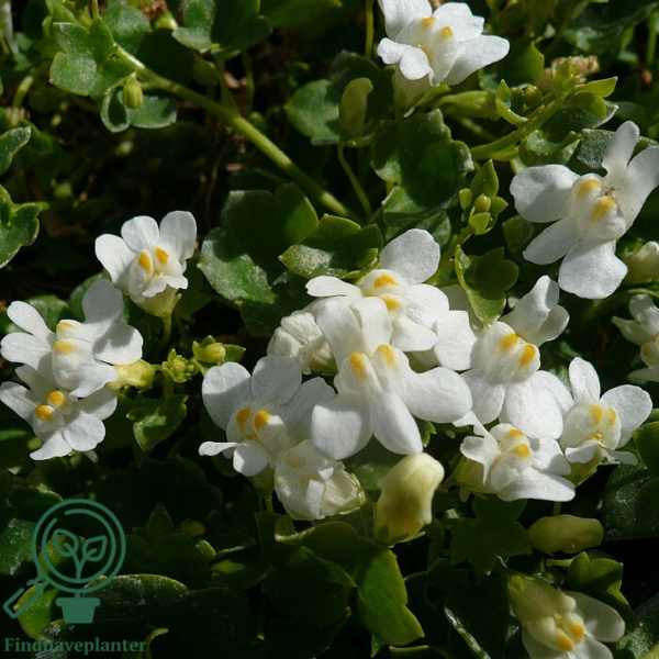 Cymbalaria muralis 'Alba', Torskemund