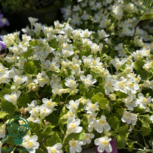 Cymbalaria muralis 'Alba', Torskemund