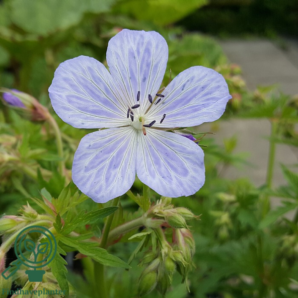 Geranium pratense 'Mrs. Kendall Clark', Storkenæb
