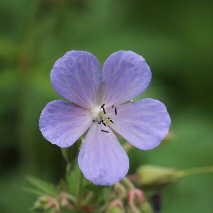 Geranium pratense 'Mrs. Kendall Clark', Storkenæb