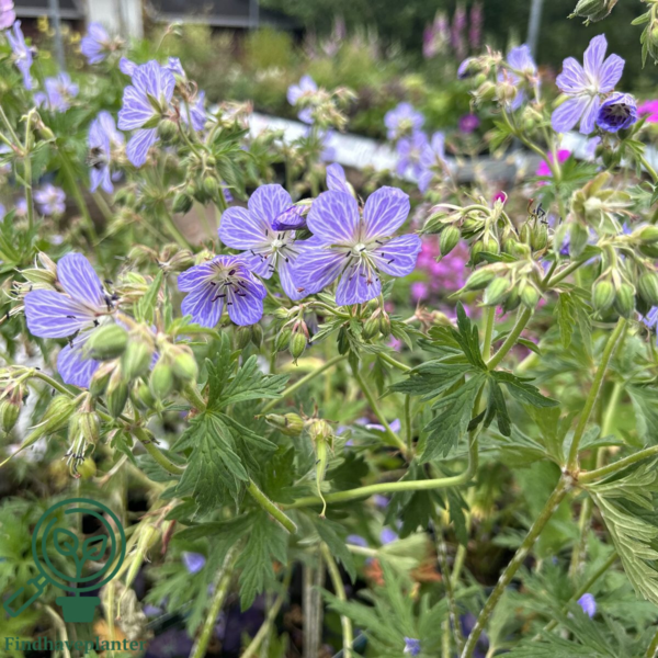 Geranium pratense 'Mrs. Kendall Clark', Storkenæb