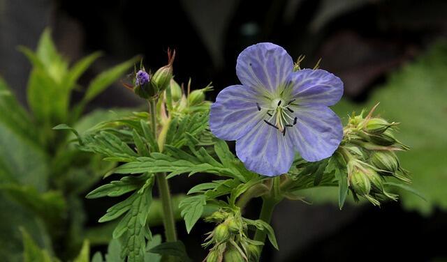 Geranium pratense 'Mrs. Kendall Clark', Storkenæb