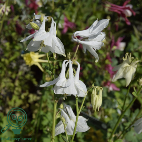 Aquilegia vulgaris 'Alba', Akeleje