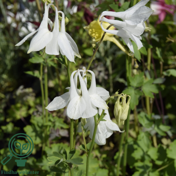 Aquilegia vulgaris 'Alba', Akeleje