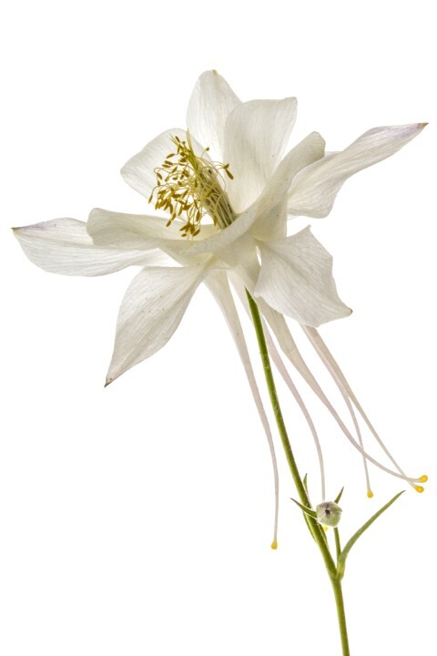 Aquilegia vulgaris 'Alba', Akeleje