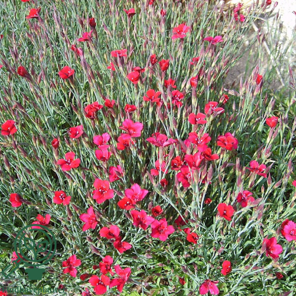 Dianthus deltoides 'Leuchtfunk', Nellike
