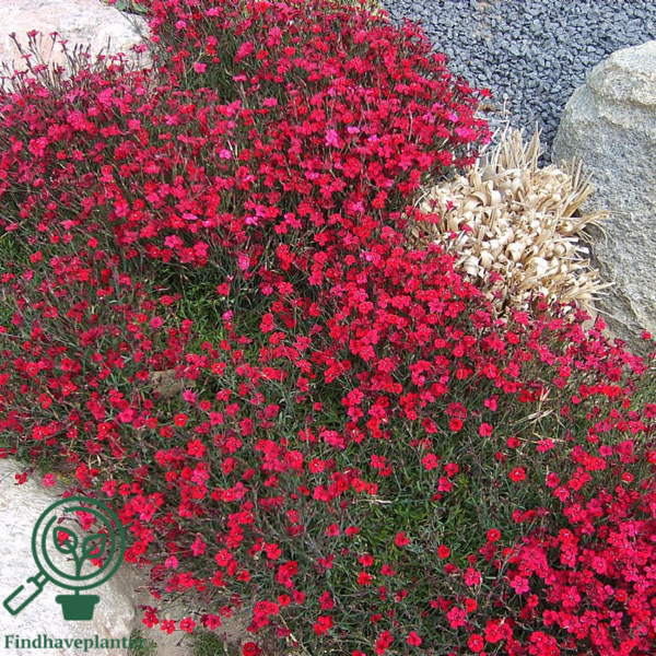 Dianthus deltoides 'Leuchtfunk', Nellike