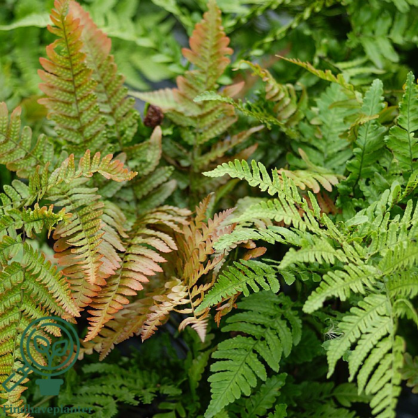 Dryopteris erythrosora, Rødslørmangeløv