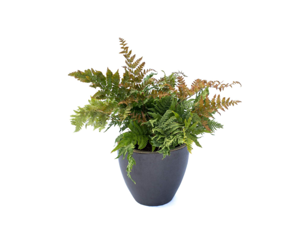 Dryopteris erythrosora, Rødslørmangeløv