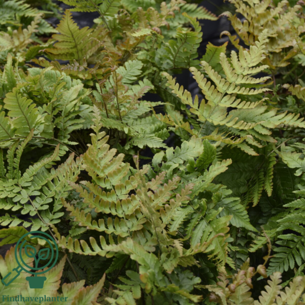 Dryopteris erythrosora, Rødslørmangeløv