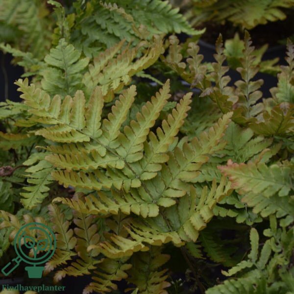 Dryopteris erythrosora, Rødslørmangeløv
