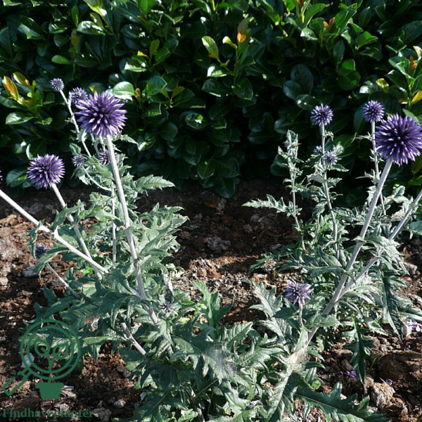 echinops ritro 'Veitch's Blue', Kugletidsel