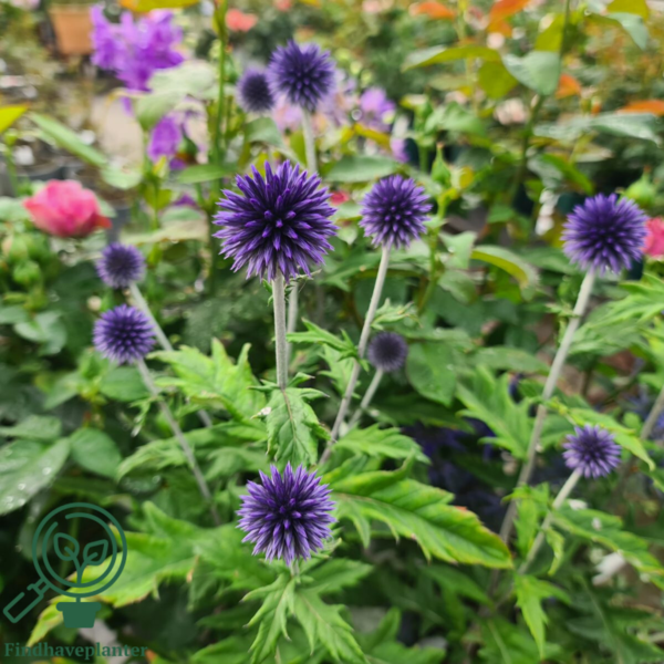 echinops ritro 'Veitch's Blue', Kugletidsel