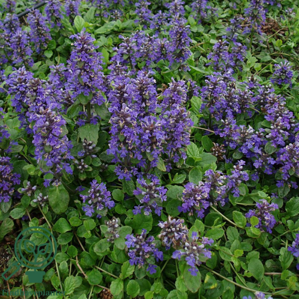 Ajuga reptans, Krybende Læbeløs