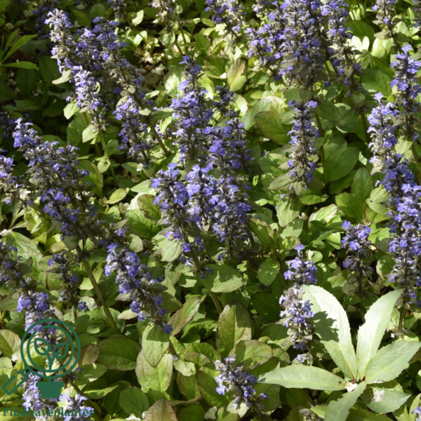 Ajuga reptans, Krybende Læbeløs