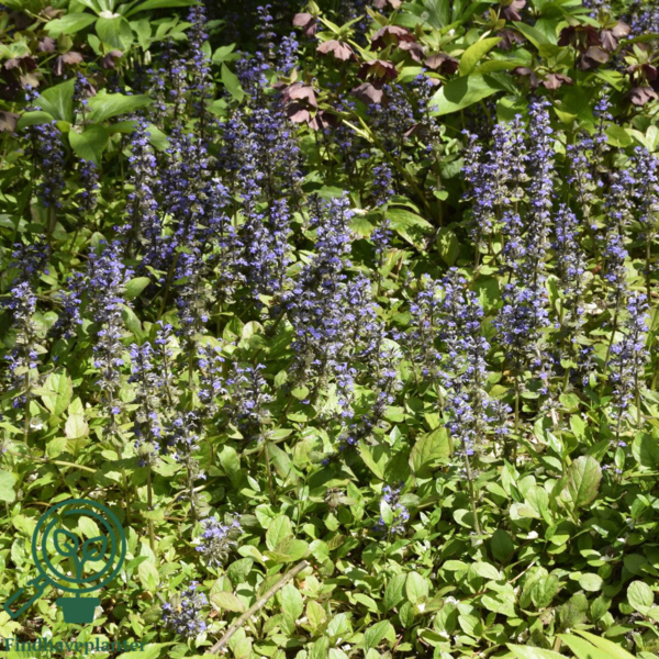 Ajuga reptans, Krybende Læbeløs